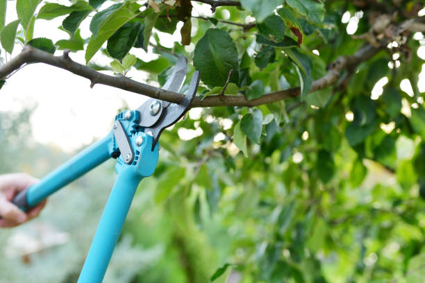 Best Tree Care Services  in , ID